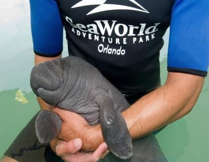 A person wearing a SeaWorld Adventure Park Orlando shirt holds a small, gray manatee. The manatee is cradled in the person's…