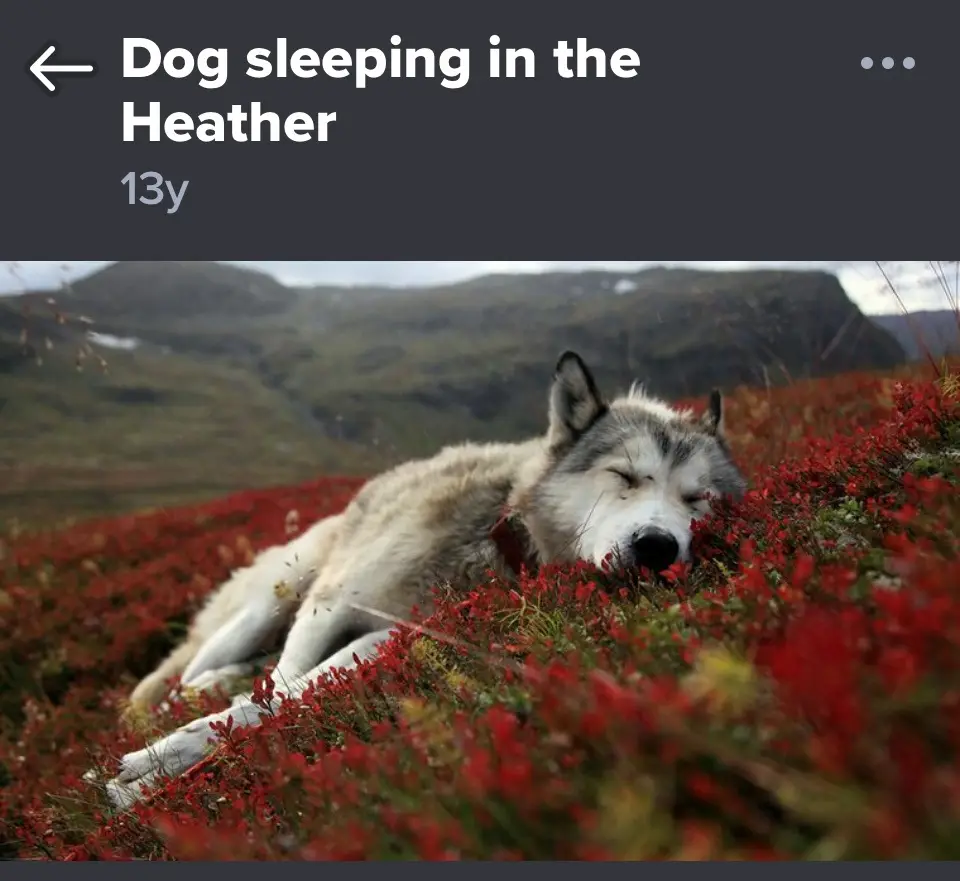 A fluffy gray and white dog with its eyes closed is sleeping peacefully in a field of vibrant red heather, with rolling…