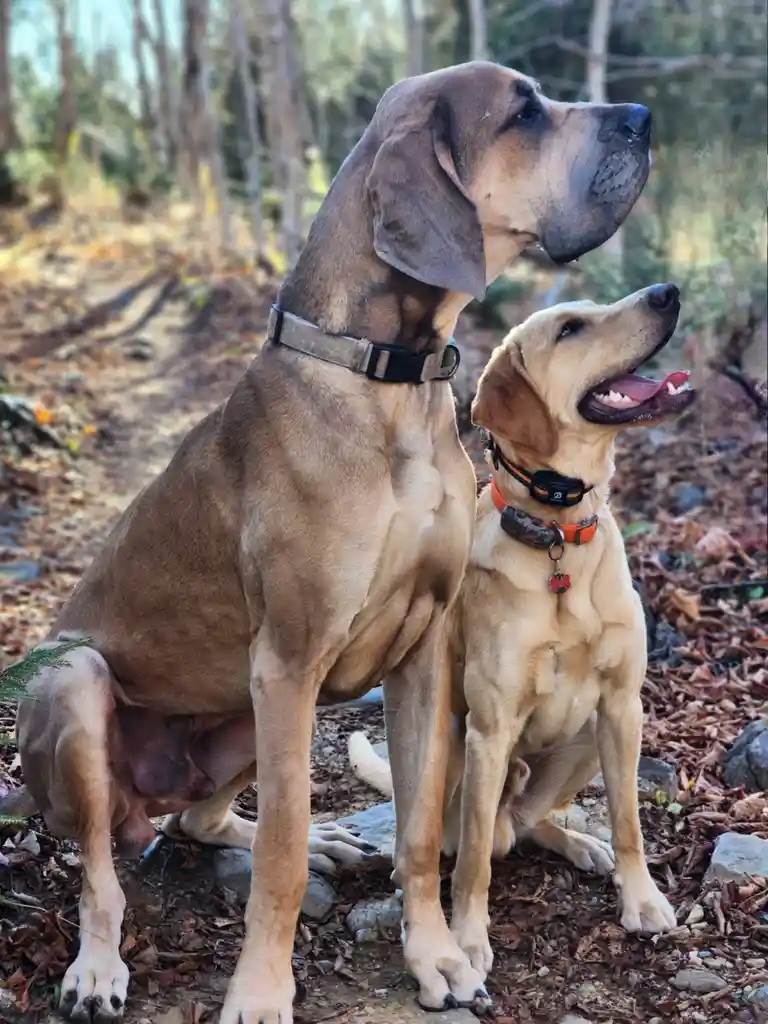 Two dogs, a large brown one and a smaller tan one, sit side-by-side on a leafy forest path. Both dogs have exaggeratedly…