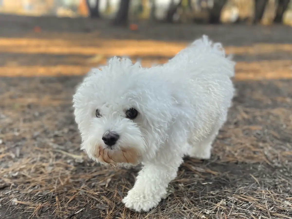 A small, fluffy white dog with dark eyes and a brown muzzle is walking toward the camera on a ground covered in pine needles…