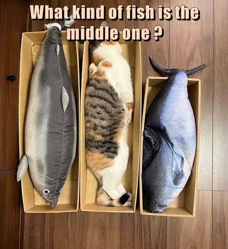 Three cardboard boxes sit side-by-side on a wooden floor, each containing a fish-shaped object. The left and right boxes…