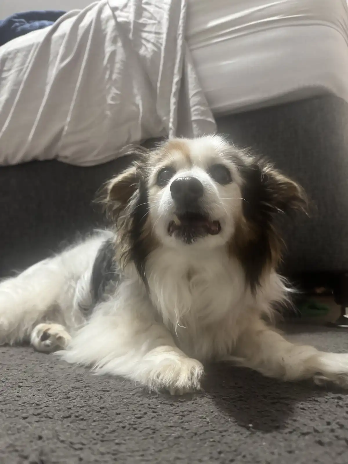 A small, fluffy dog with white, black, and brown fur lies on a gray carpet, looking up with wide, pleading eyes and its…