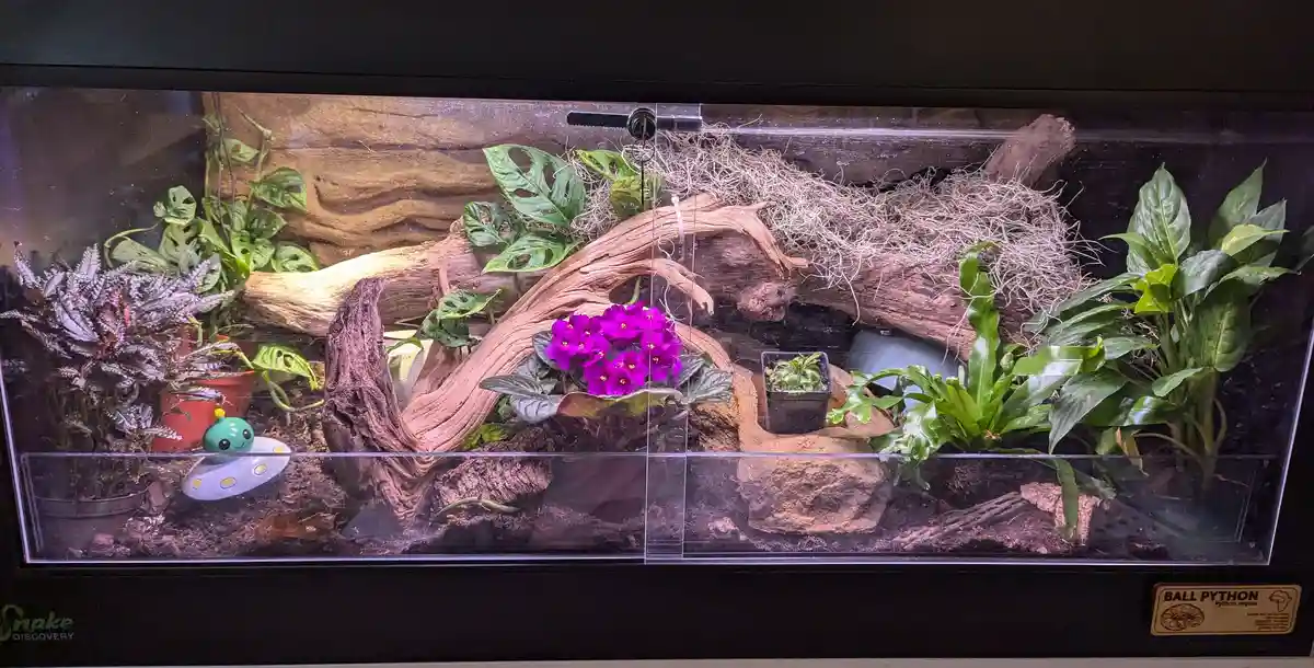 A well-decorated terrarium labeled 'BALL PYTHON' contains lush green plants, driftwood, and a small pond, with a tiny green…