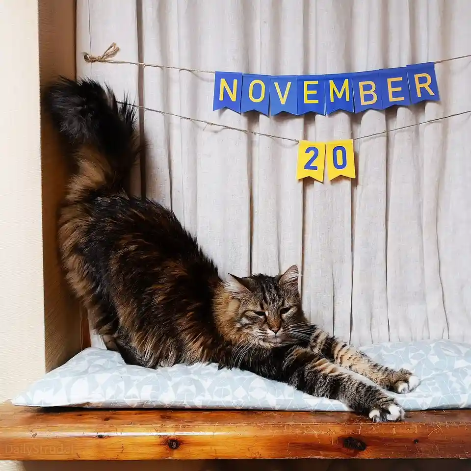 A fluffy, long-haired tabby cat stretches languidly on a patterned cushion placed on a wooden windowsill. Behind the cat, a…