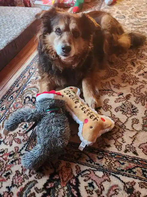 A fluffy brown and black dog lies on a patterned rug next to two dog toys: a plush gray bunny wearing a red and white Santa…