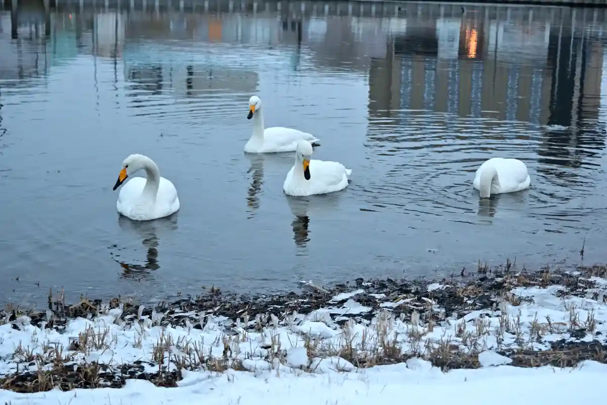 Four white swans are swimming in a partially frozen, snow-dusted body of water with city buildings reflected in the ice. One…