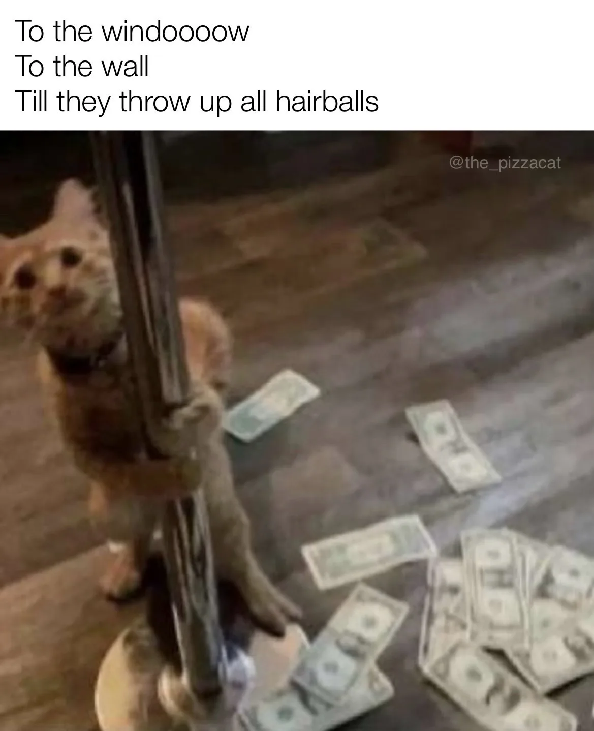 A blurry image of an orange tabby cat clinging to a shiny metal pole, with scattered US dollar bills on the wooden floor…
