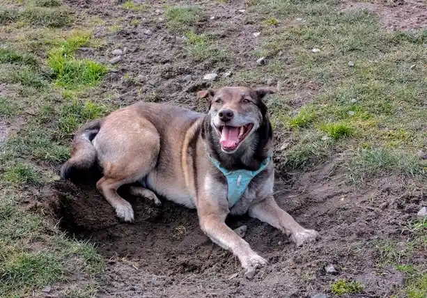 A brown and white dog wearing a light blue harness lies happily in a large hole it has dug in a grassy, dirt-covered field…