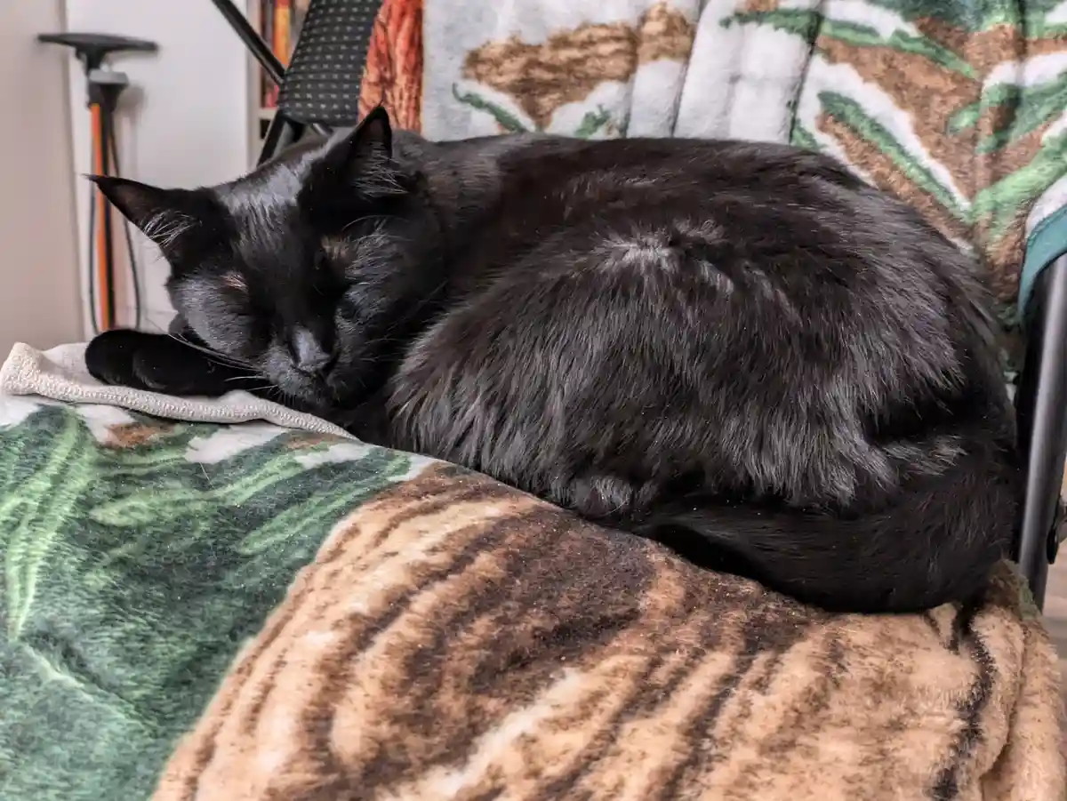 Theo Perfectly Napping in the Cutest Pose