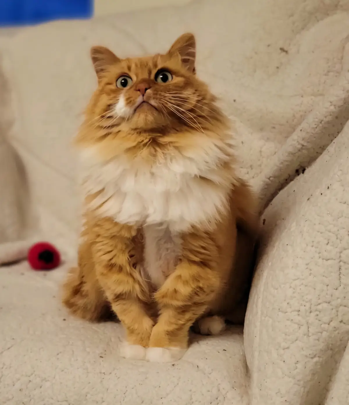 A fluffy orange and white cat sits on a textured white couch, looking upward with wide, startled eyes. A small red toy is…