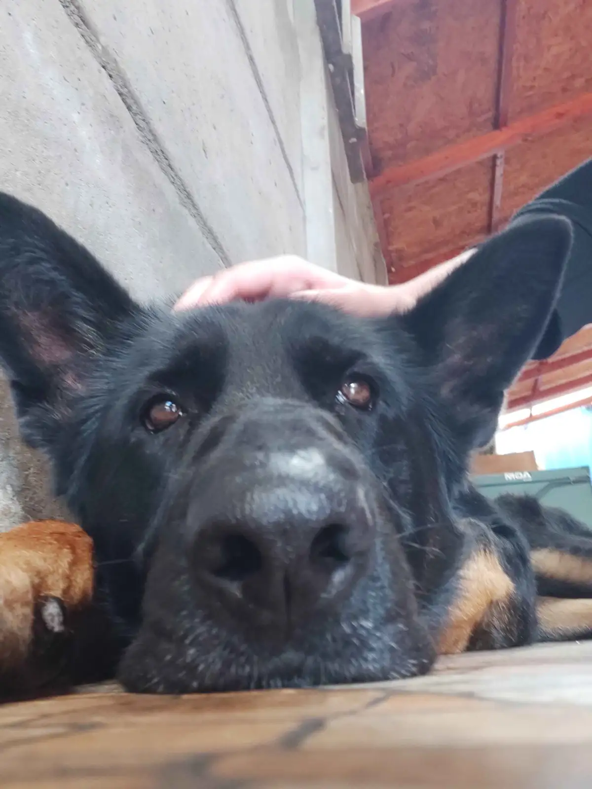 A close-up photo of a black and tan dog lying down with its head near the camera, looking directly at the viewer. A human…