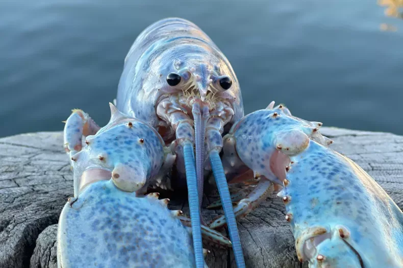 A close-up photo of a blue lobster with speckled blue and white shell, large black eyes, and prominent claws, resting on a…