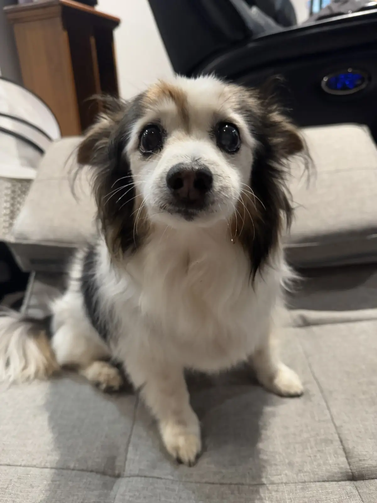 A small, fluffy dog with white, black, and brown fur sits on a gray couch, looking directly at the camera with large…