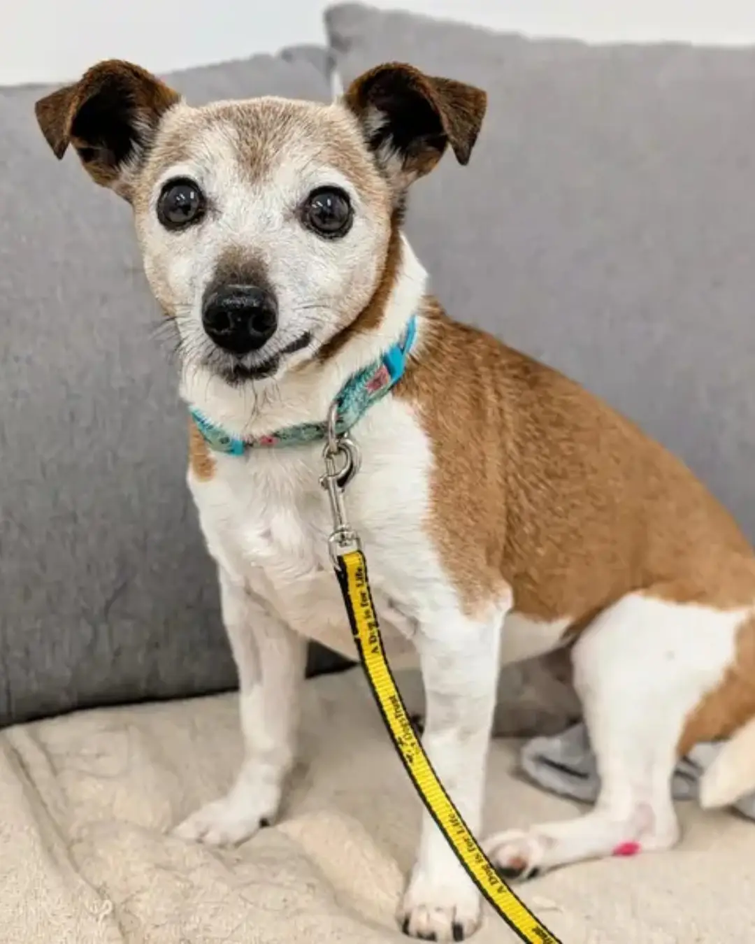 Meet Popi at Dogs Trust Cardiff