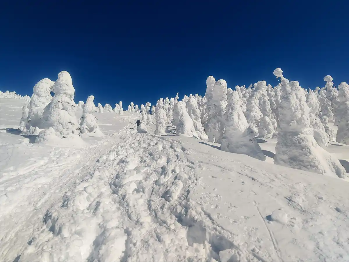 A lone hiker walks a snowy trail through a forest of trees heavily encased in thick, sculpted snow under a clear blue sky…