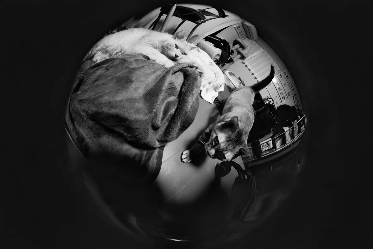 A black and white fisheye lens photo shows two cats in a room, one lounging on a blanket and the other looking up, with text…