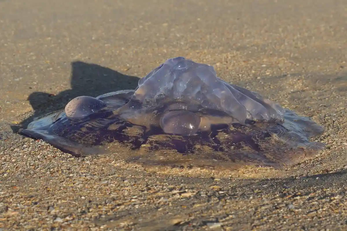 A translucent, purple jellyfish lies stranded on wet, sandy beach with visible sand grains and its shadow cast beside it…