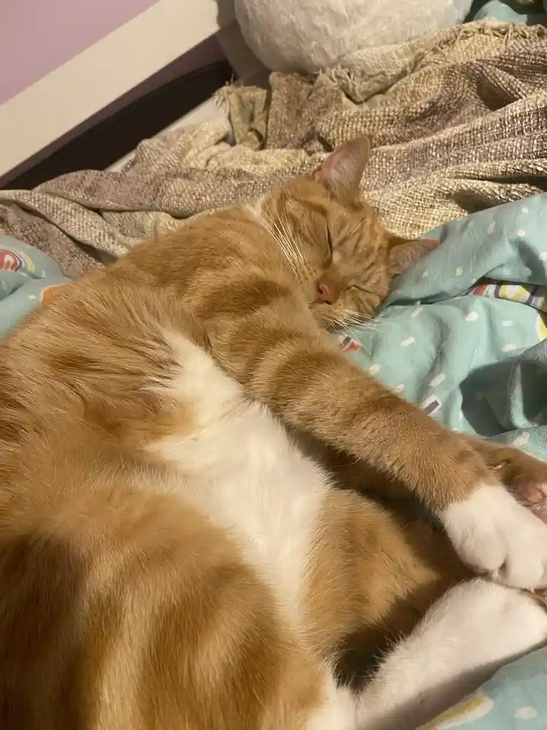 An orange and white tabby cat is sleeping soundly on its side on a bed with patterned blankets, one paw stretched out. The…
