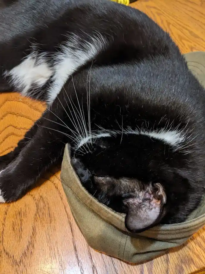 a black and white cat is curled up and sleeping inside a green cap on a wooden floor, with its head tucked into the brim…