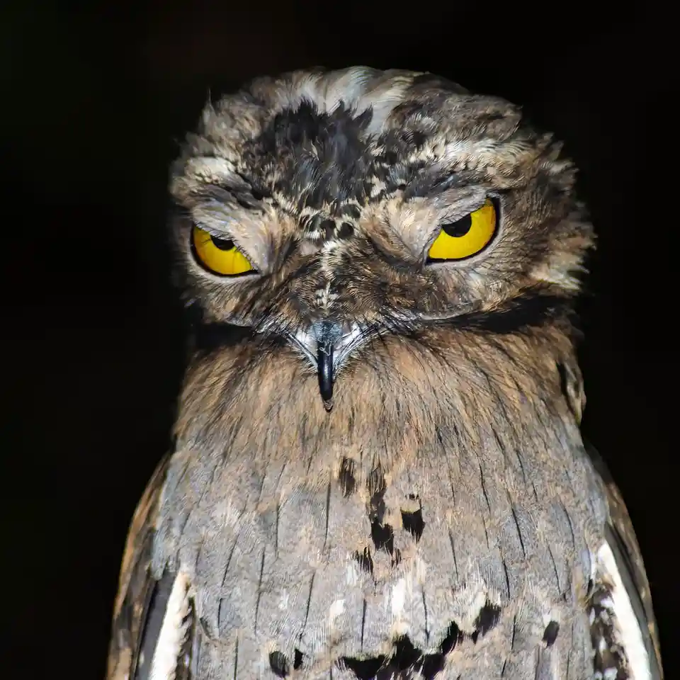 A close-up photo of a tawny frogmouth bird with intense yellow eyes and a stern, slightly squinted expression against a…