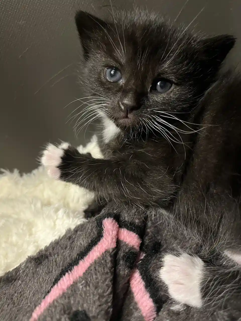 A close-up photo of a small black kitten with striking blue eyes and white paws, looking directly at the camera while…