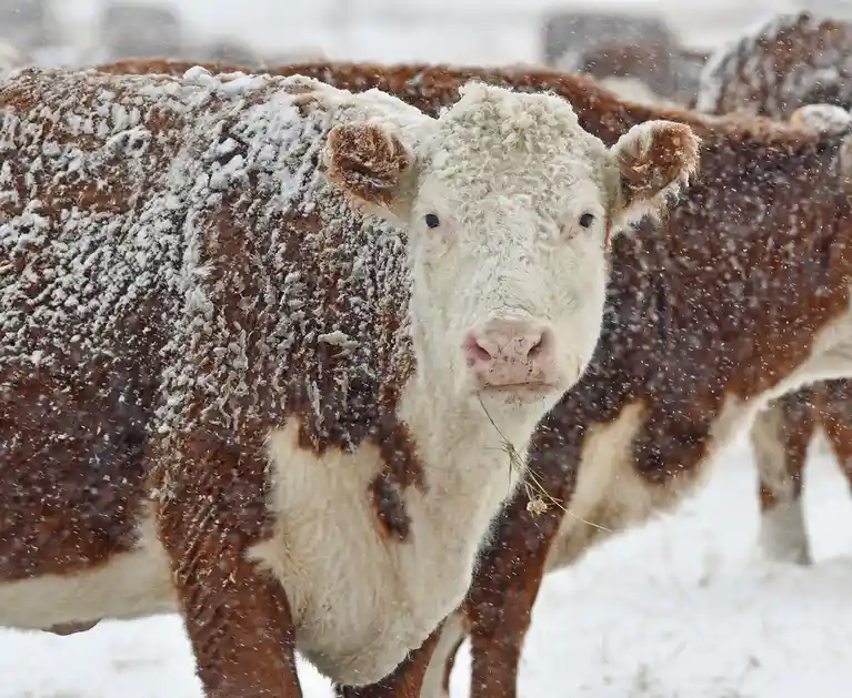 A close-up of a brown and white cow with curly white fur on its face, covered in snowflakes, standing in a snowy field with…
