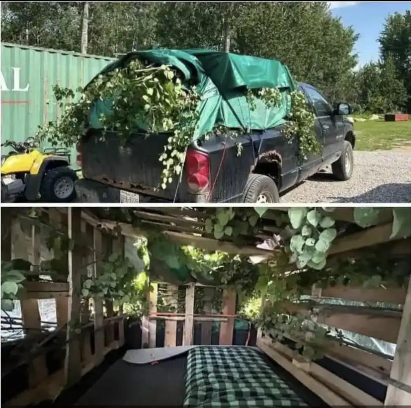 The image is a two-panel meme showing the back of a black pickup truck covered in green vines and leaves under a tarp, with…