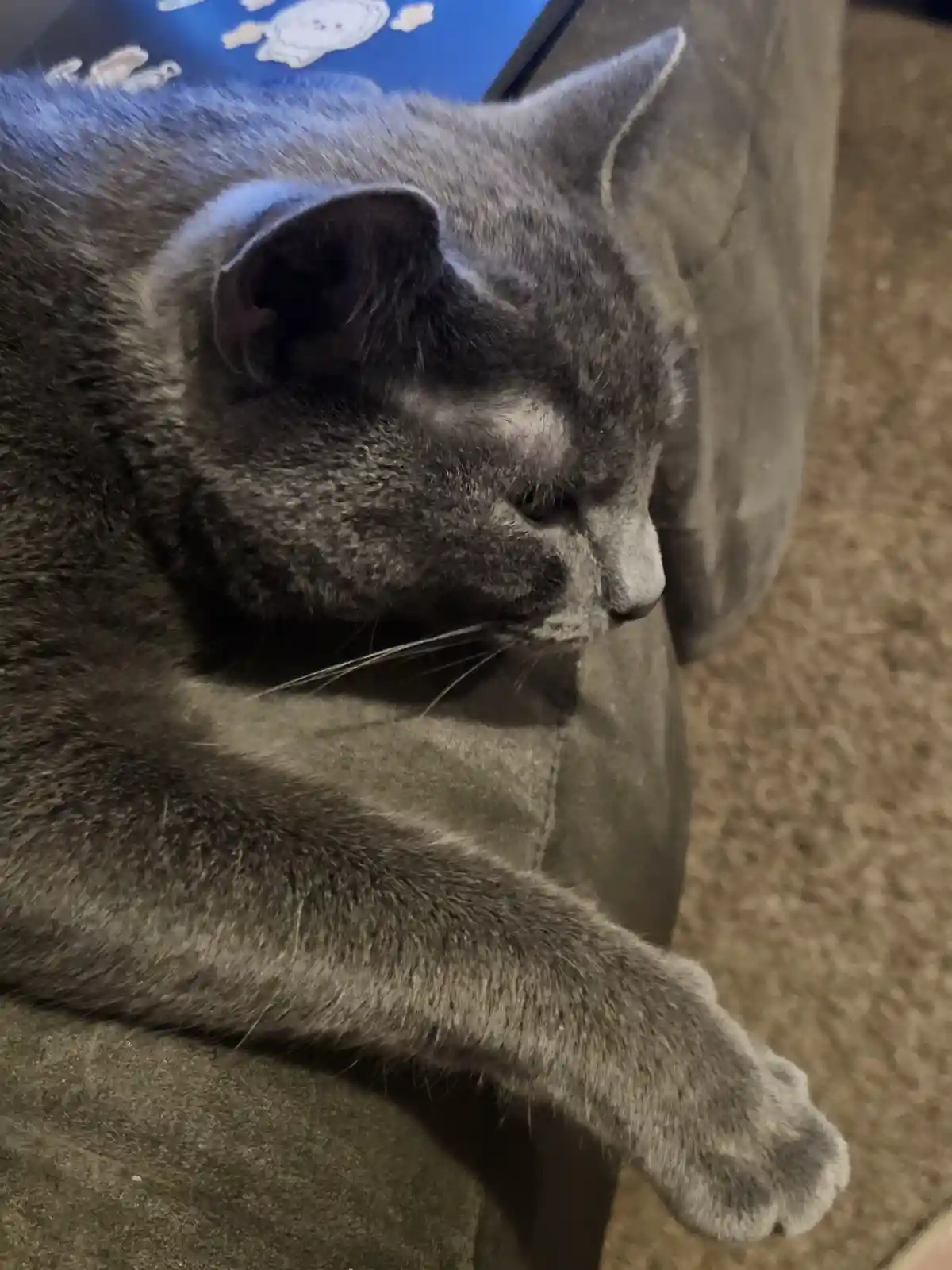 A gray cat is lying on a couch with one paw extended, looking sleepy and unbothered. The overlaid text reads 'i'm not lazy…