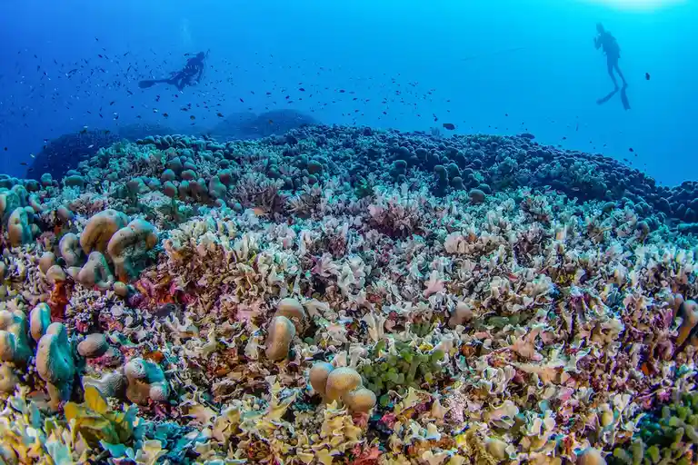 An underwater photo shows a vibrant coral reef with various colorful corals and fish, while two scuba divers are visible in…
