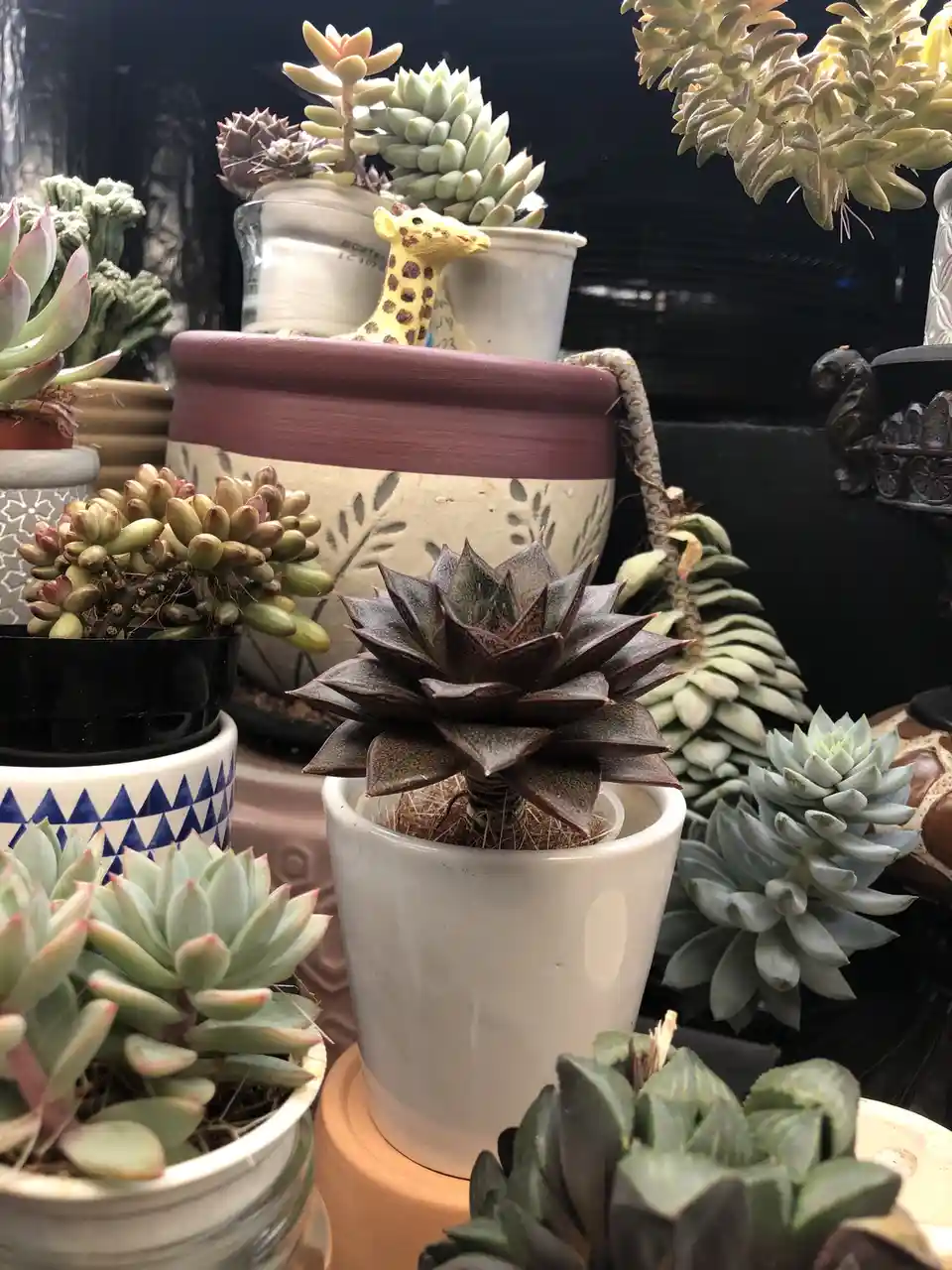A close-up photo of numerous potted succulents in various ceramic pots, with a small yellow plastic giraffe figurine perched…