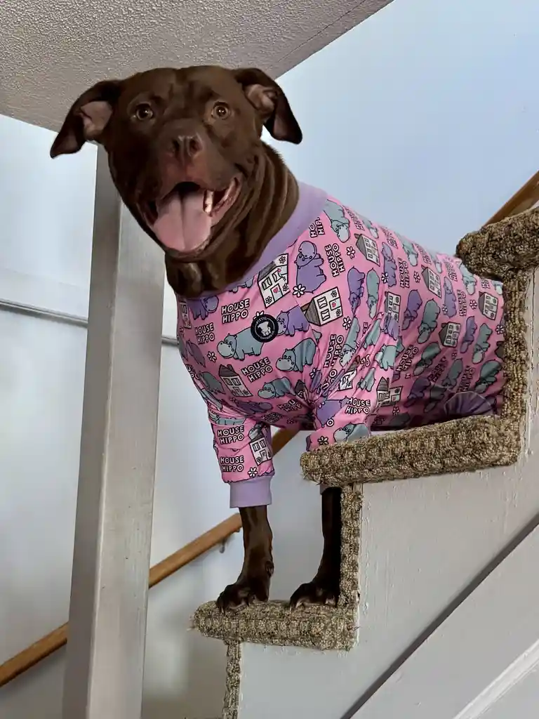 A brown dog wearing pink 'House Hippo' pajamas stands on a cat scratcher, looking up with its mouth open and tongue out. The…
