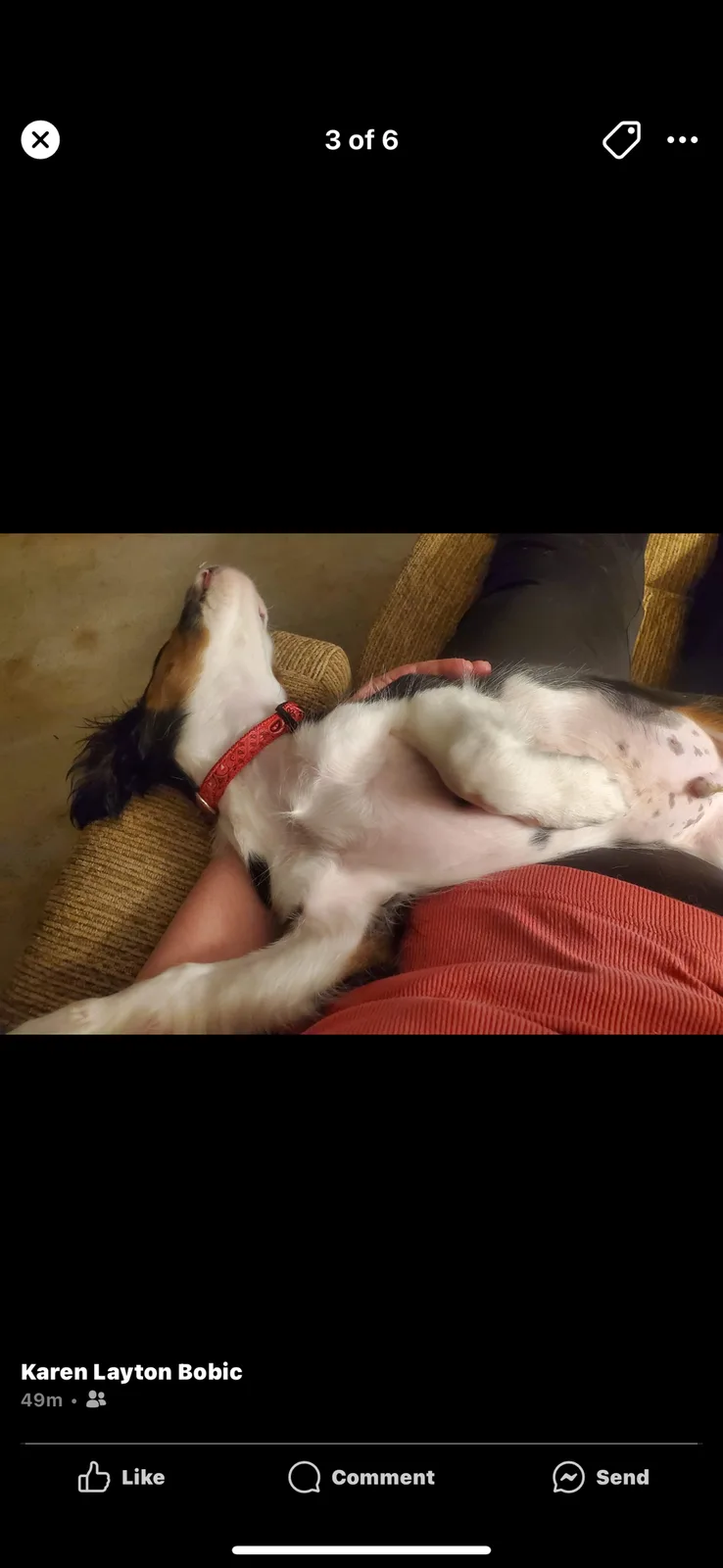 A tricolor dog with a red collar is lying on its back on a person's lap, exposing its belly and looking upward with its eyes…