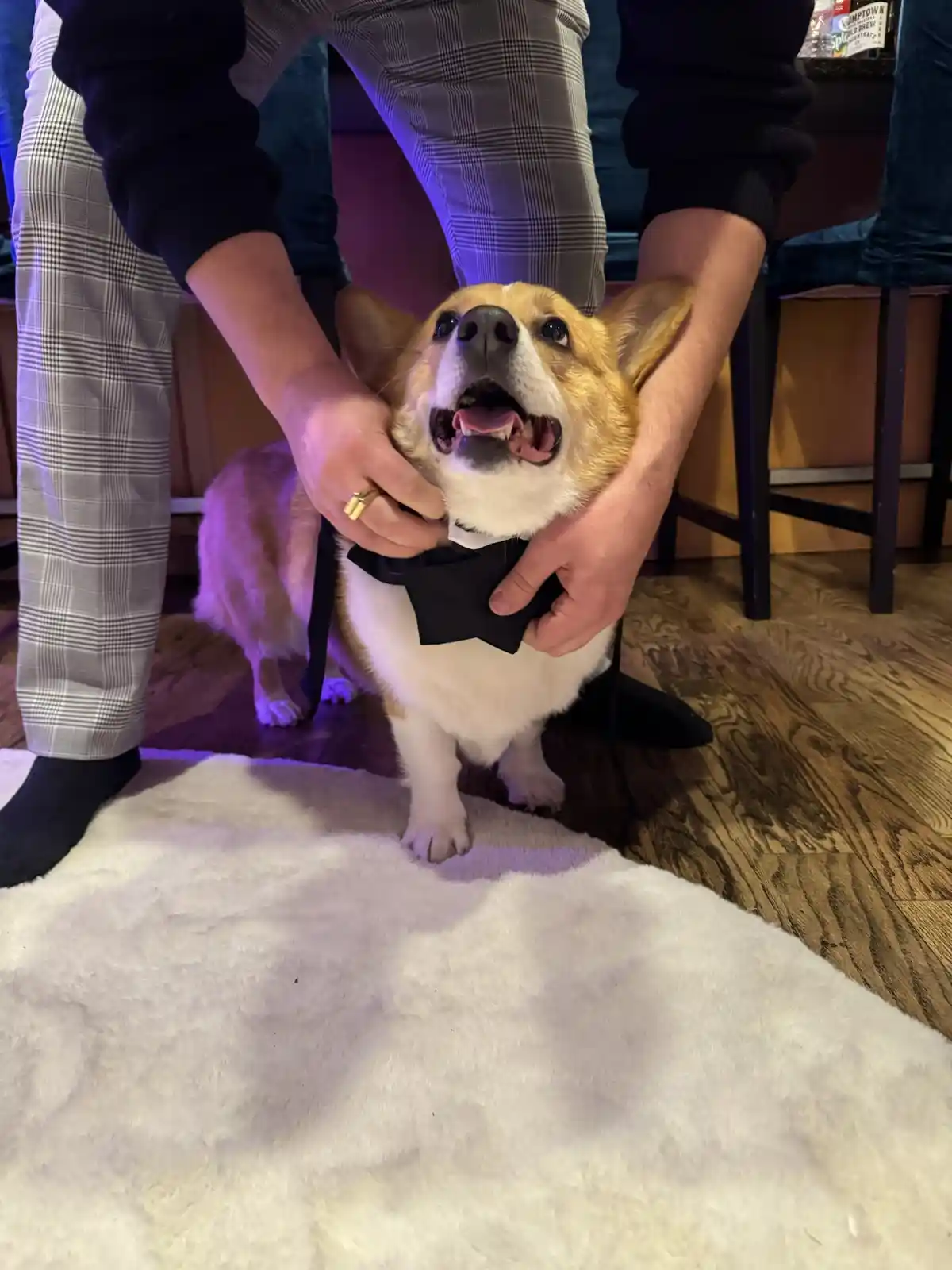 A person in plaid pants is adjusting a black bow tie on a tan and white corgi standing on a white rug. The corgi has its…