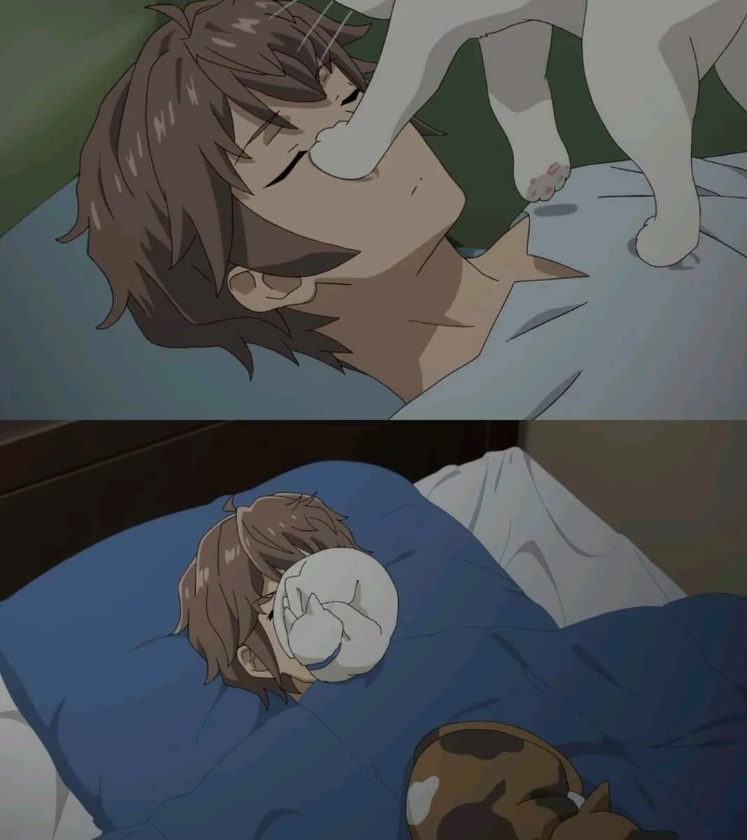 The image is split into two panels showing an anime character in bed. In the top panel, a white cat is affectionately pawing…