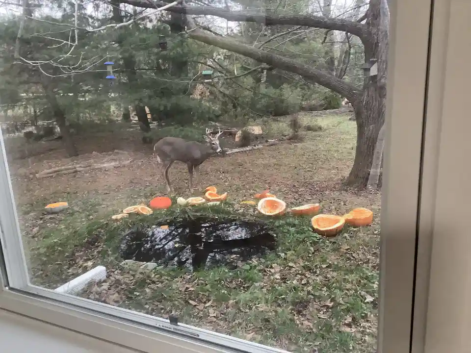 A deer with antlers stands in a yard viewed through a window screen, surrounded by numerous cut-open pumpkins on the grass…