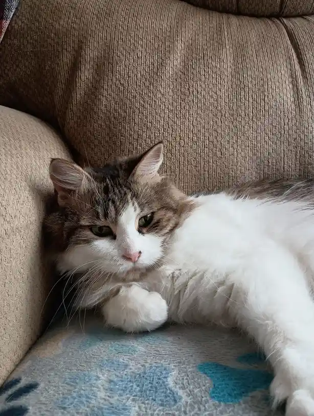 A fluffy, long-haired cat with white and brown fur is lying on a couch, looking directly at the camera with a bored…