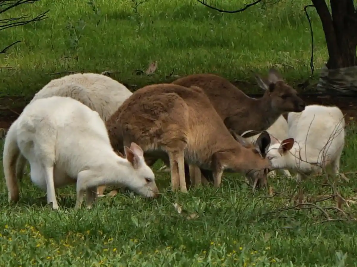 A group of kangaroos, some white and some brown, are grazing in a grassy field with small yellow flowers. The overlaid text…