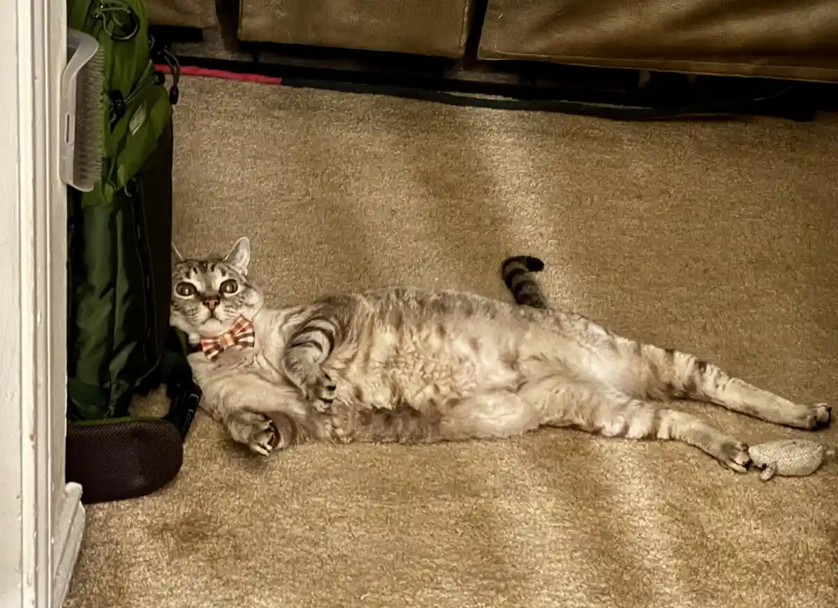A tabby cat with a plaid bowtie lies on its back on a beige carpet, looking up with wide eyes, next to a green backpack and…