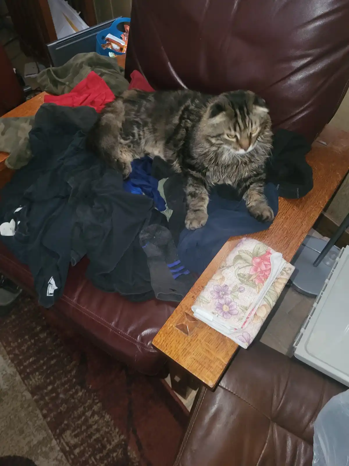 A fluffy tabby cat with a grumpy expression lies sprawled atop a pile of messy laundry on a brown leather couch. The cat's…