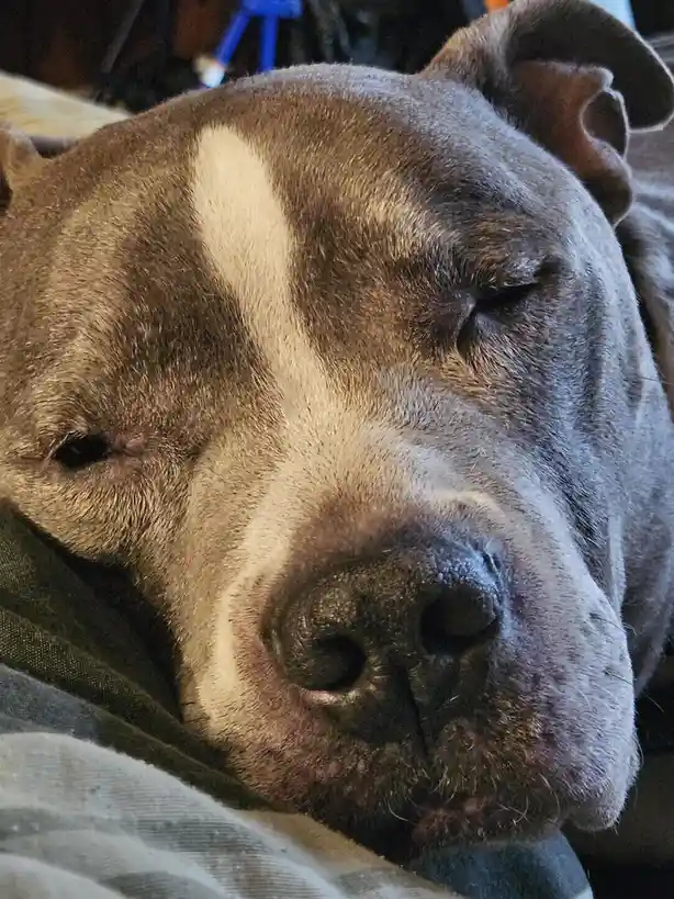 A close-up photo of a gray and white pit bull-type dog sleeping peacefully with its eyes half-closed, resting its head on a…