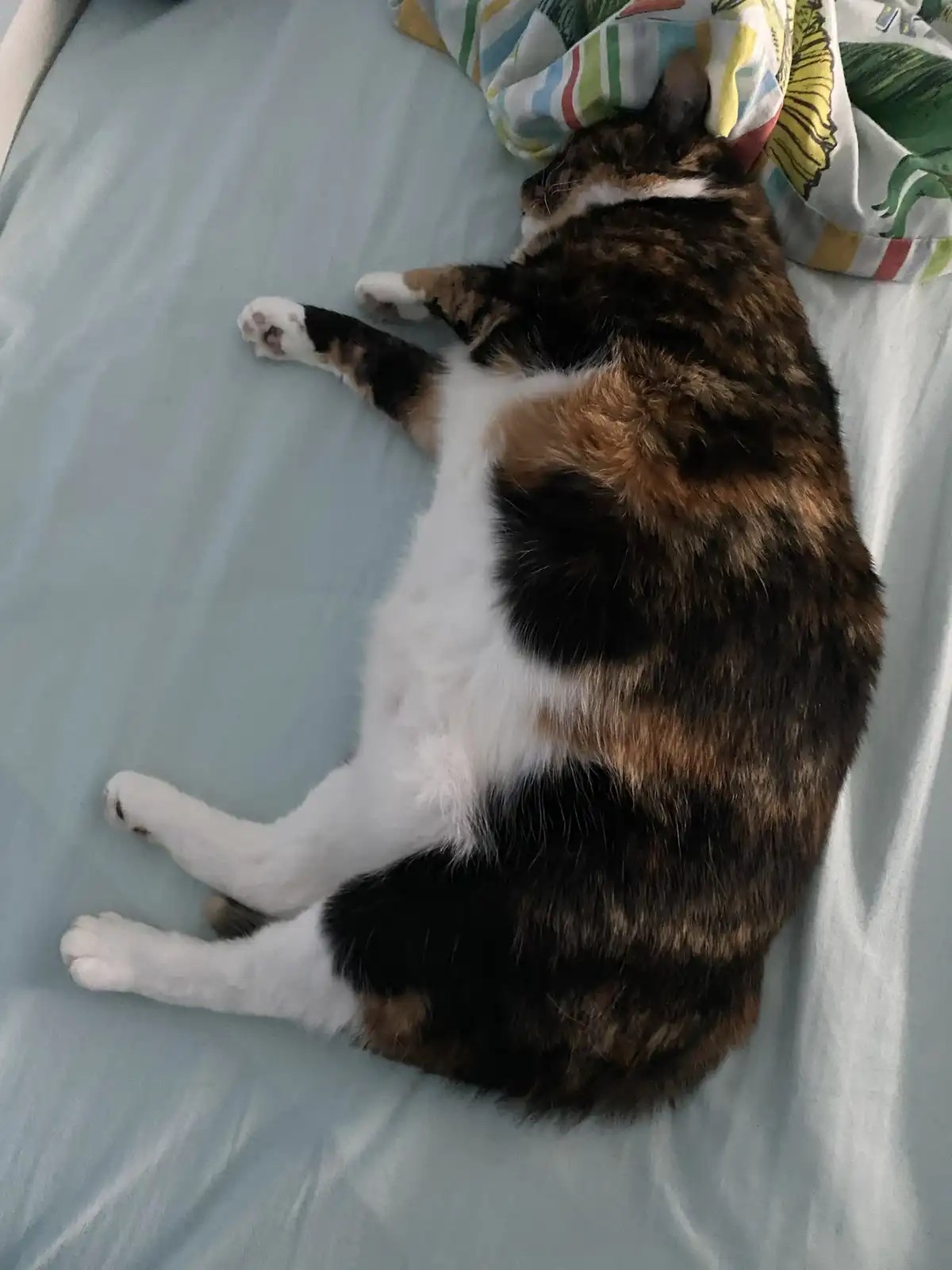 A calico cat is lying on its back on a light blue bedsheet, exposing its white belly and stretching its legs out. Its head…