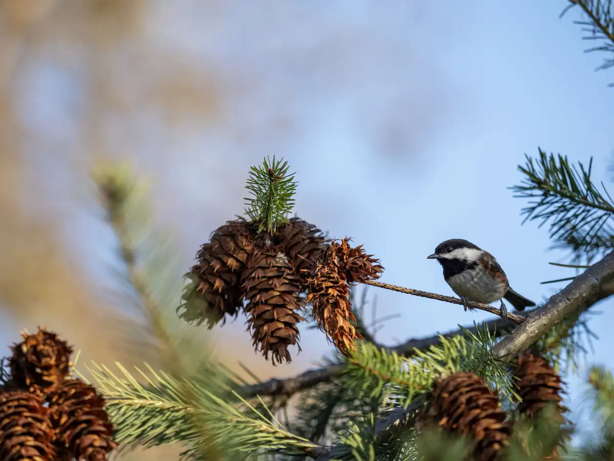 A small bird with black head, white cheeks, and gray body perches on a pine branch next to several brown pinecones. The…