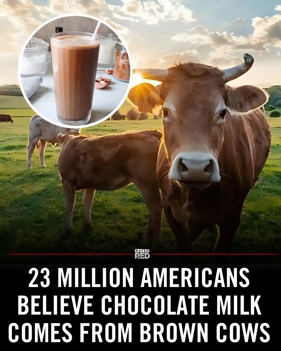 A brown cow stares directly at the camera in a grassy field at sunset, with a circular inset image of a chocolate milkshake…