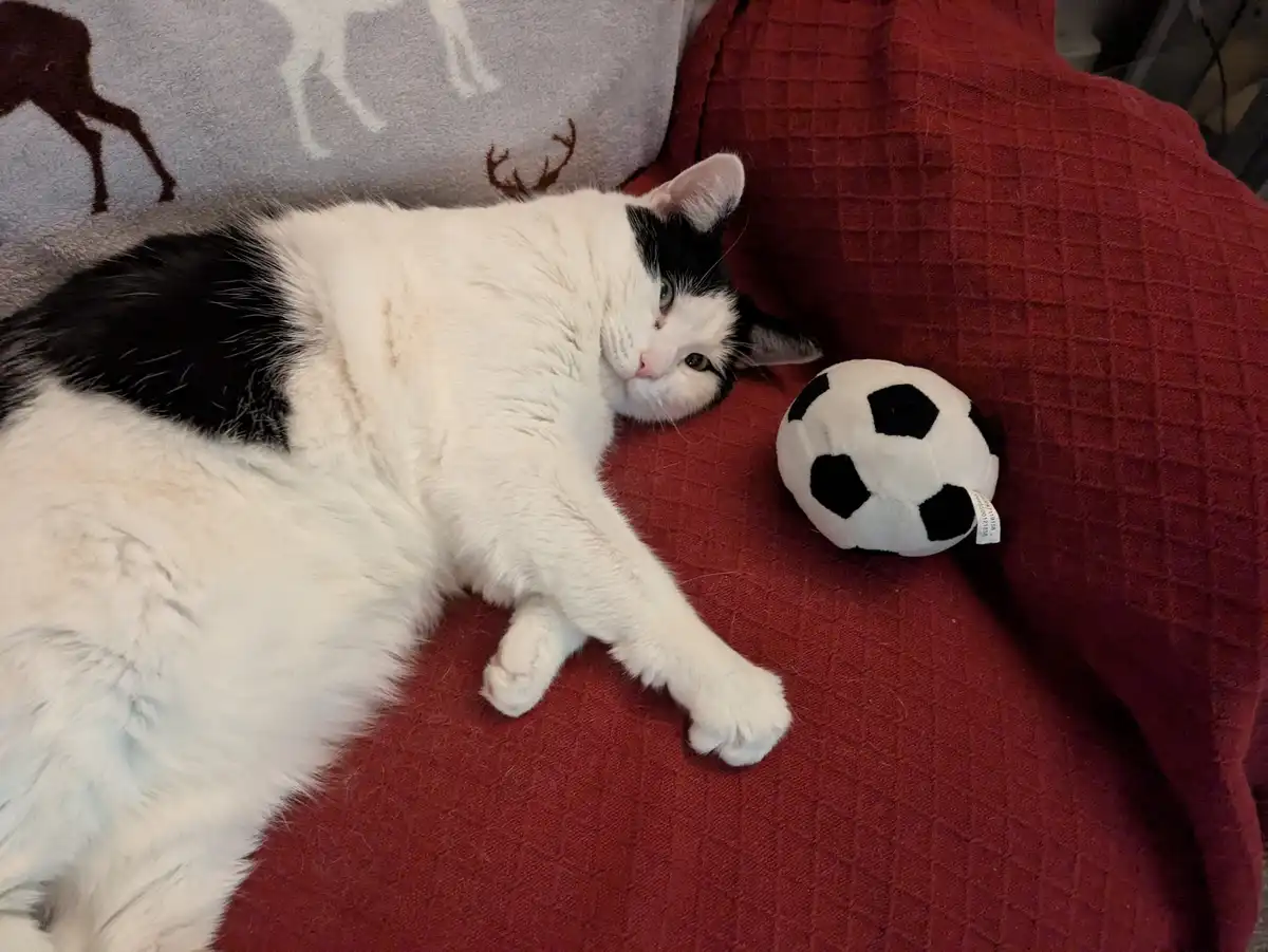 A black-and-white cat lies lazily on a red textured blanket next to a plush soccer ball, looking uninterested. The overlaid…