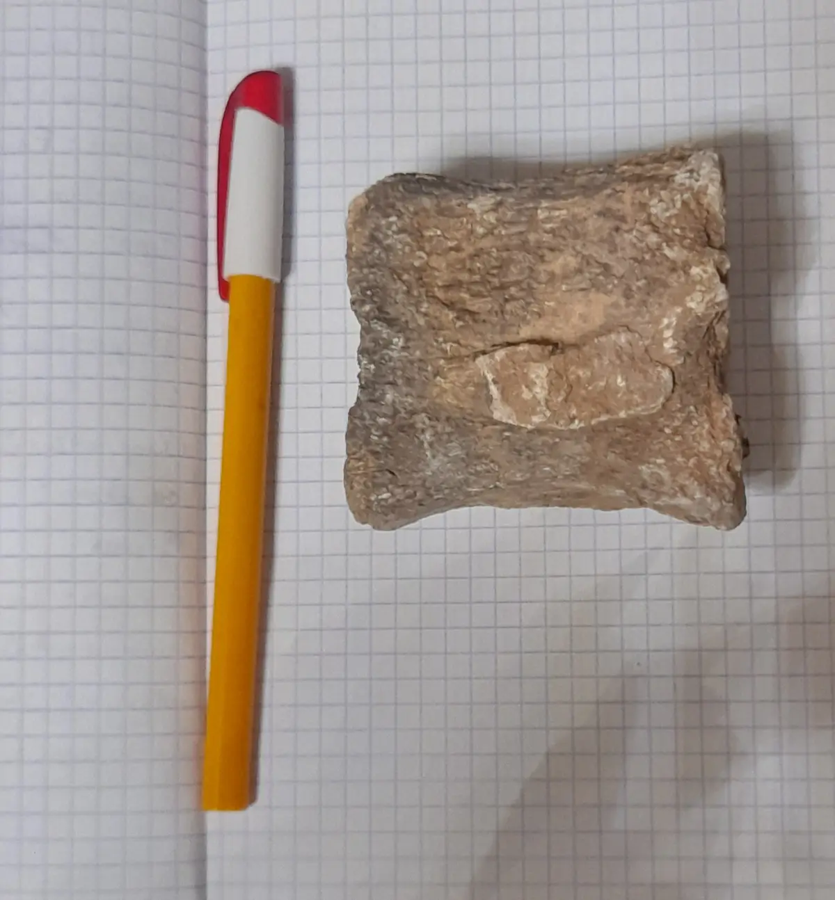 A rough, brownish rock with a light-colored, oval-shaped indentation sits on graph paper next to a yellow pen with a red and…