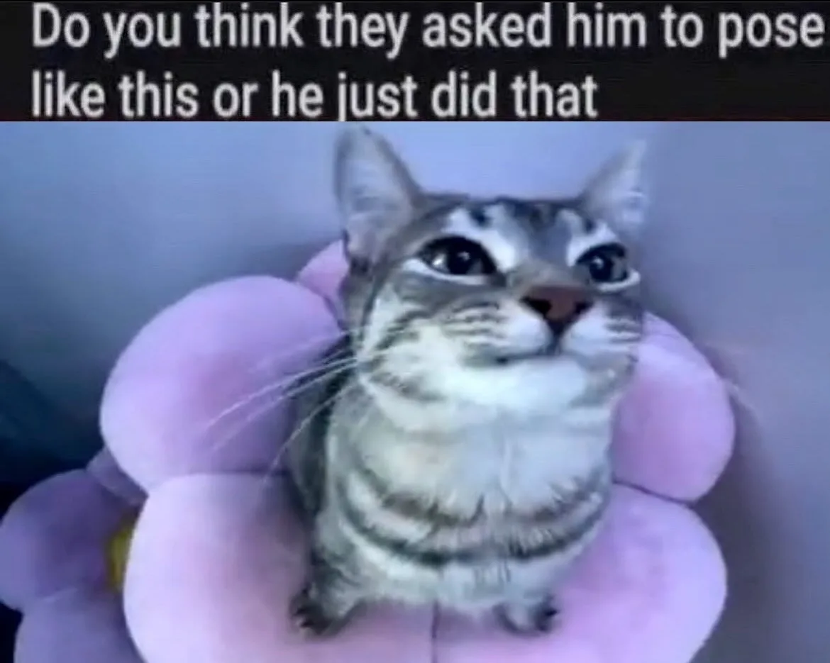 A tabby cat with wide, startled eyes sits upright on a plush, light purple flower-shaped cushion. The cat's expression…