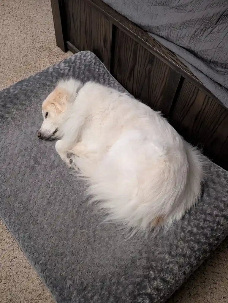A fluffy white dog is curled up and sleeping on a grey pet bed placed on a beige carpet next to a dark wooden bed frame. The…