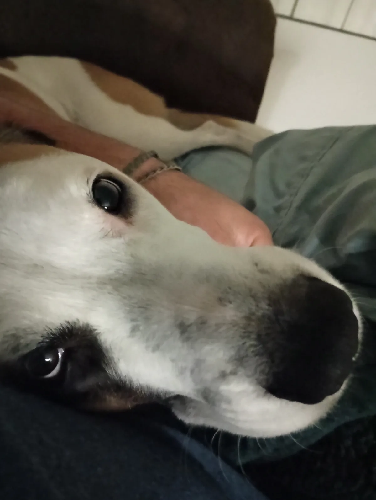 Just a Cute Girly Dog