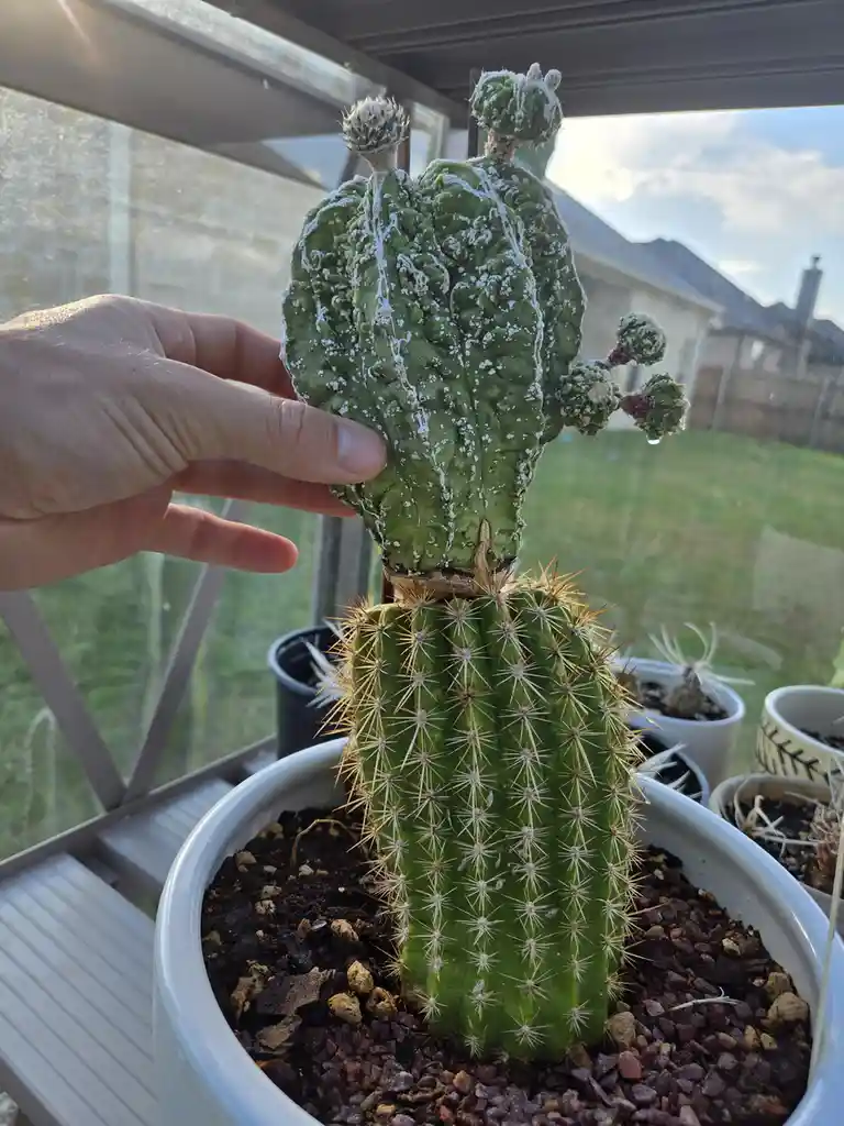 A hand gently holds a uniquely shaped, green, bumpy cactus with white speckles and small offshoots, which sits atop a spiky…