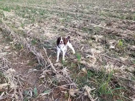 A brown and white dog stands in a field of dry corn stalks and sparse green grass, looking directly at the camera with its…